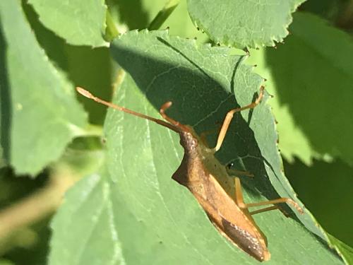 Gonocerus acuteangulatus
